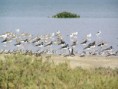 /album/photo-gallery-homepage1/crab-plovers-emirates-dec-2005-jpg1/